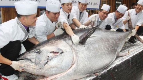tuna 17miliar